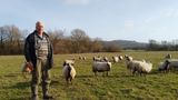 A farmer stands in a field on a sunny day surrounded by sheep