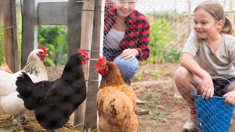 mum and daughter feed three chickens in a coup 