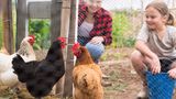 mum and daughter feed three chickens in a coup 