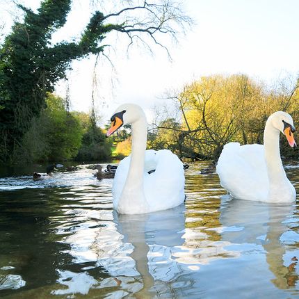 Two white swans floating on a reflective river with trees and autumn colours in the background.