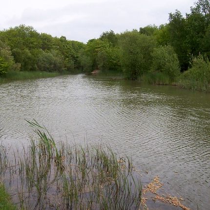Calm pond surrounded by lush green trees and reeds, with a small wooden platform at the edge.