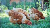 Several chickens in a back garden
