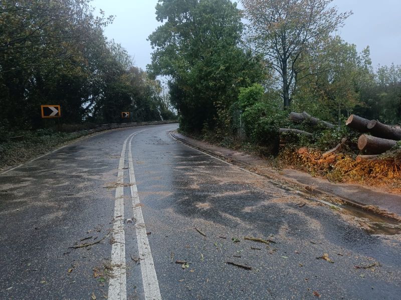 Road covered in sawdust with cleared fallen trees roadside