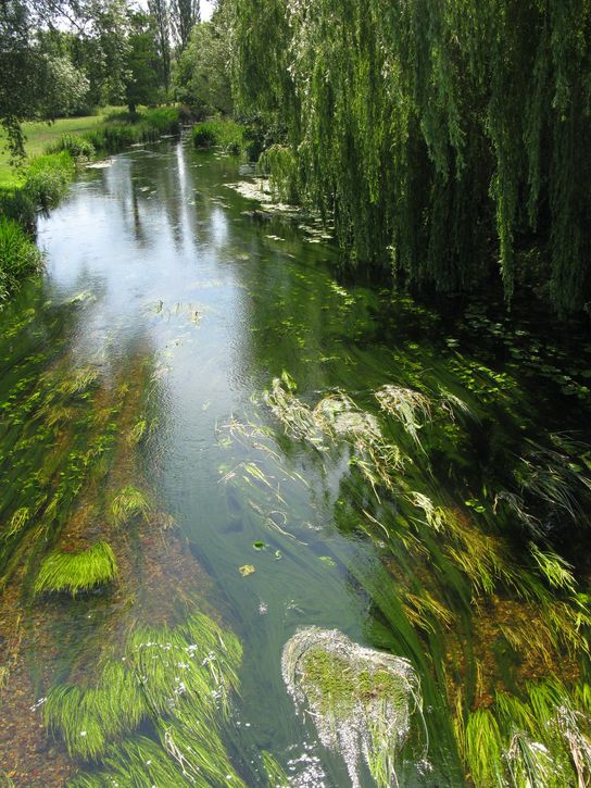 A portrait photograph of a river with green grass on each side.