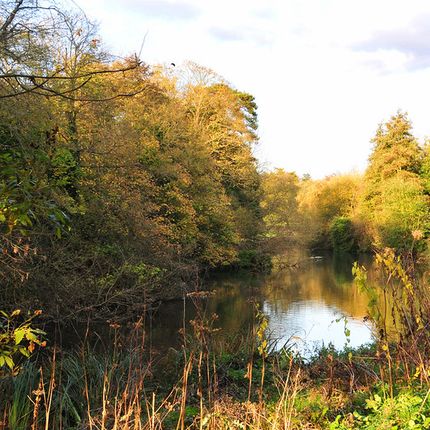 Quiet river surrounded by autumn trees with green, yellow, and bright orange foliage under soft sunlight.