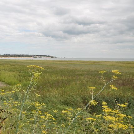 Coastal marshland with green grasses and yellow wildflowers in the foreground, distant shoreline and cloudy sky in the background.