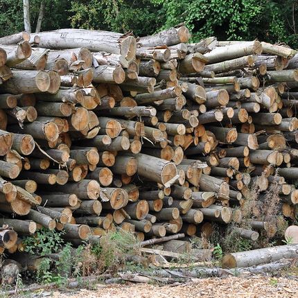Large stack of cut tree logs piled up in front of a forest backdrop.