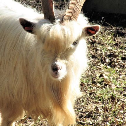 White goat with long hair and curved horns standing outdoors on a sunny day.