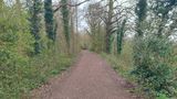 A wide gravel and compacted earth path running through a wooded area, bordered by dense vegetation and mature trees covered in ivy. The path appears level and well maintained, stretching into the distance beneath a canopy of branches.