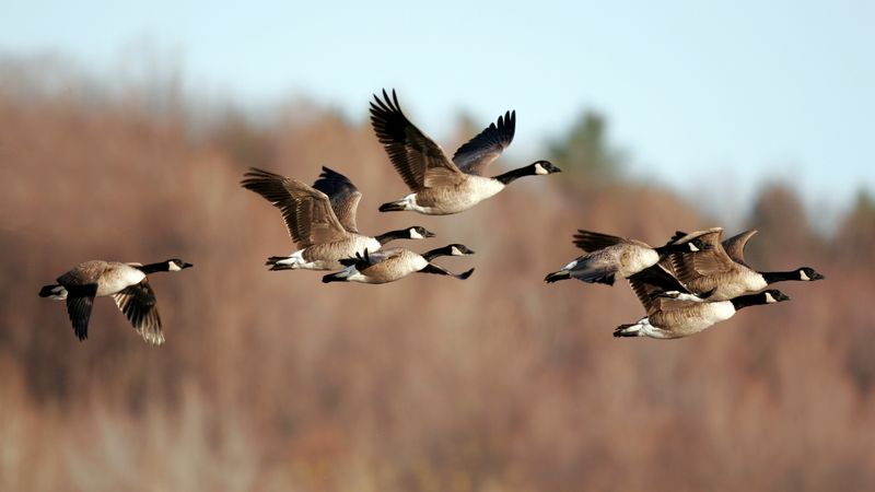 A small group of migrating canada geese in flight 