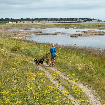 Person walking three dogs along a grassy coastal path beside marshland, with distant cliffs and cloudy sky.