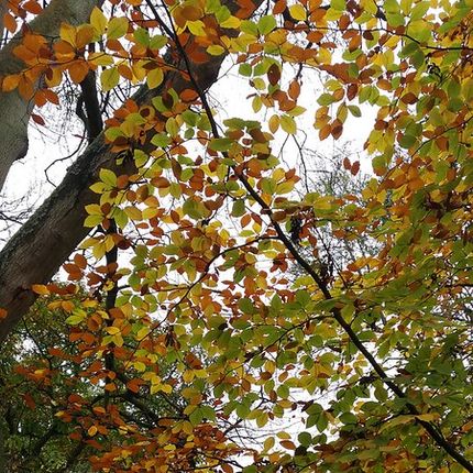Autumn foliage with branches covered in orange and yellow leaves in a woodland setting.