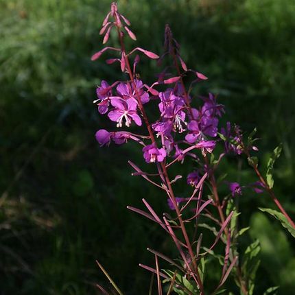 Close-up of a purple wildflower with multiple small blossoms against a blurred green background.