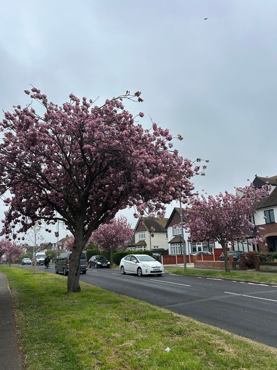 Residential street lined with pink cherry blossom trees in bloom, with parked and passing cars and semi-detached houses under a grey sky.