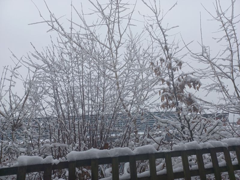 Wooden garden trellis and trees covered in snow