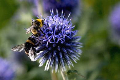 How you can help pollinators - Kent County Council