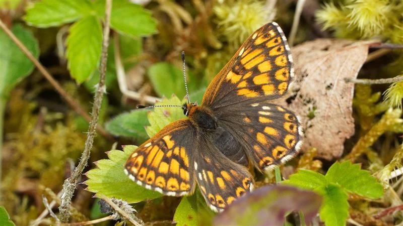 A photograph of a brown butterfly (the Duke of Burgundy butterfly) perched on a leaf.