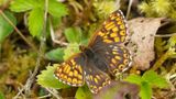 A photograph of a brown butterfly (the Duke of Burgundy butterfly) perched on a leaf.