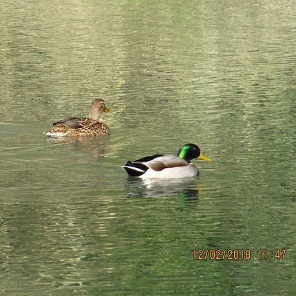 Pair of ducks gliding across calm water, one with green head and one brown, leaving gentle ripples.