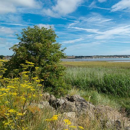 Coastal wetland with green grasses and shrubs, bright blue sky with wispy clouds, and distant shoreline.