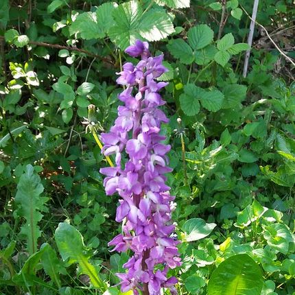 Tall purple orchid-like flower growing among green leaves in a natural setting.