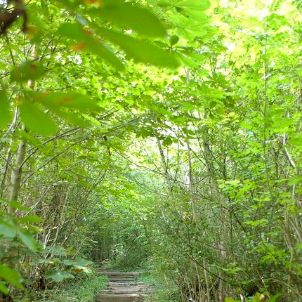 Woodland path with uneven steps made from tree roots leading uphill through dense greenery.