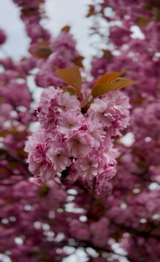 A close up photo of a pink cherry blossom flower.