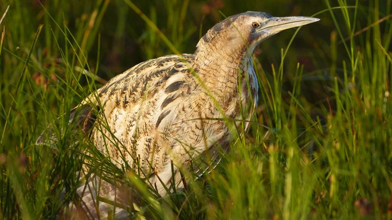 An image of a brown bird with a big beak standing in green grass.