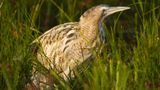 An image of a brown bird with a big beak standing in green grass.