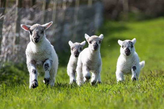 Four lambs running towards the camera in a field