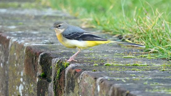 A photo of a grey wagtail bird perching on a wall.