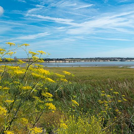 Coastal marshland with tall grasses and yellow flowers in the foreground, blue sky and distant cliffs across the water.