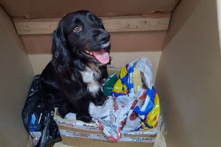 A black dog with a cardboard box of illegal tobacco and vapes in plastic bags