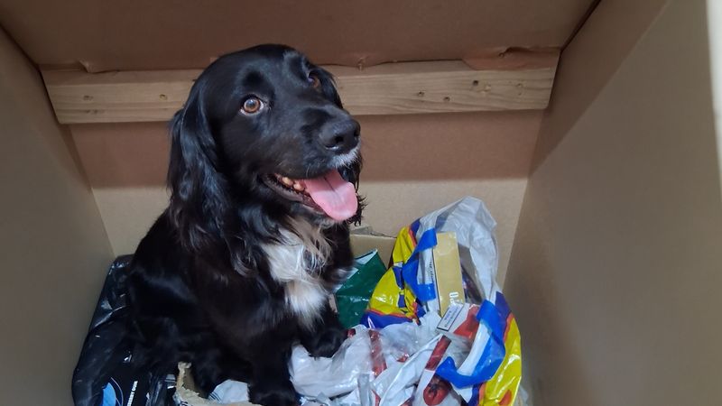 A black dog with a cardboard box of illegal tobacco and vapes in plastic bags