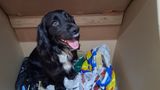 A black dog with a cardboard box of illegal tobacco and vapes in plastic bags