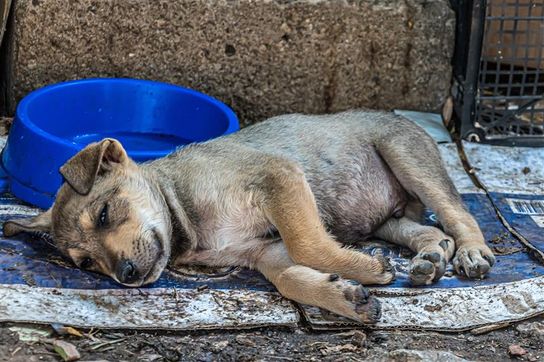 A young tan-coloured puppy lays in the dirt on a street