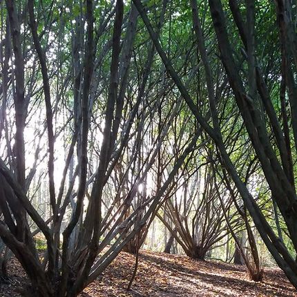 Woodland scene with multiple slender tree trunks arching upward, sunlight filtering through leaves, and a forest floor covered in dry leaves.