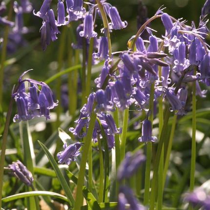 Cluster of bluebell flowers with delicate bell-shaped blooms in a sunlit grassy area.