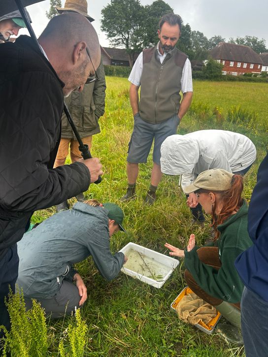 Several people gathered around a shallow sampling tray in a grassy field, observing pond wildlife collected during a wetland survey.