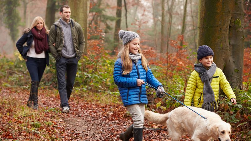 Two children in colourful winter jackets walk a dog along  leaf-covered woodland path in autumn. Two adults follow behind 