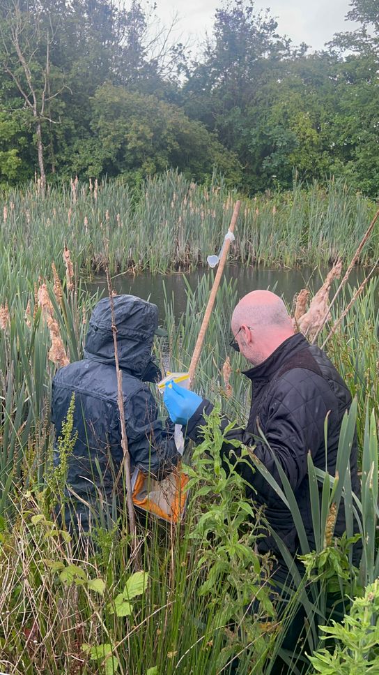 Two people carrying out pond sampling at the edge of a wetland, using survey equipment among reeds and other waterside plants.