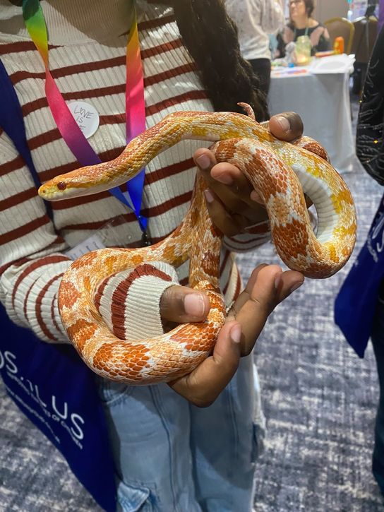 A teenage girl holding an orange coloured snake