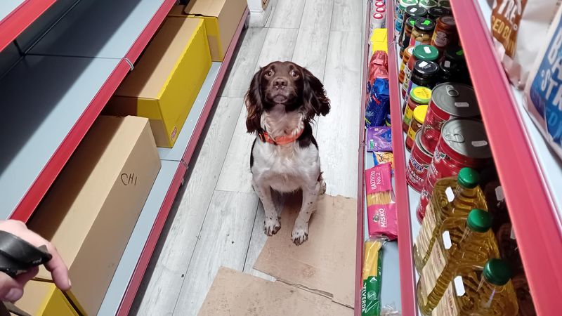 Detection dog Griff, a spaniel, searches a shop for illicit tobacco