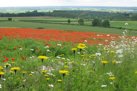 A landscape image of a green filed with wildflowers in the foreground. 