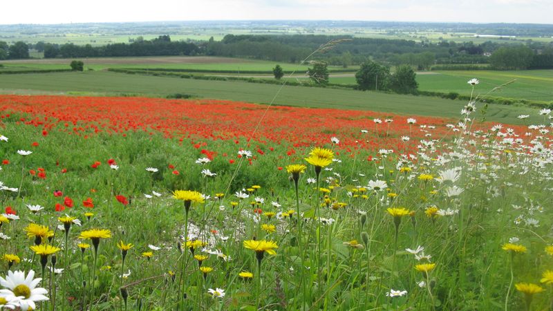 A landscape image of a green filed with wildflowers in the foreground. 