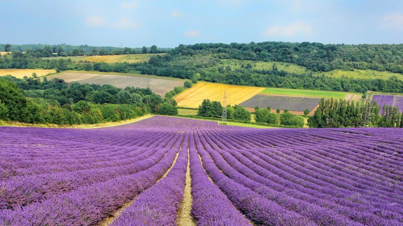 View from within a Kentish lavender field looking down rows of the purple bushes
