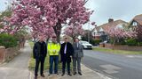Four people stand in front of a cherry blossom tree on the side of the road.