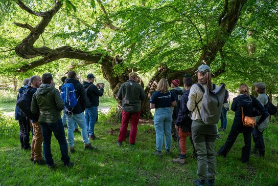 Group of visitors standing beneath a large, mature tree with broad, twisting branches and dense green foliage in a woodland setting, looking towards the tree during an outdoor tour.