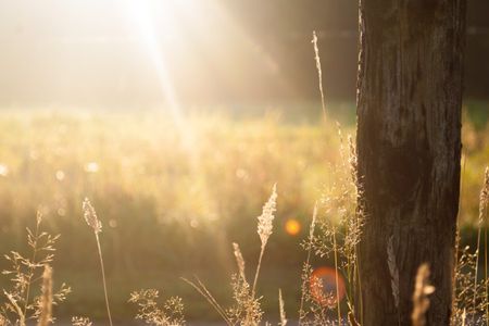 A summer sunset image of a field with flowers and crops in a summer haze light
