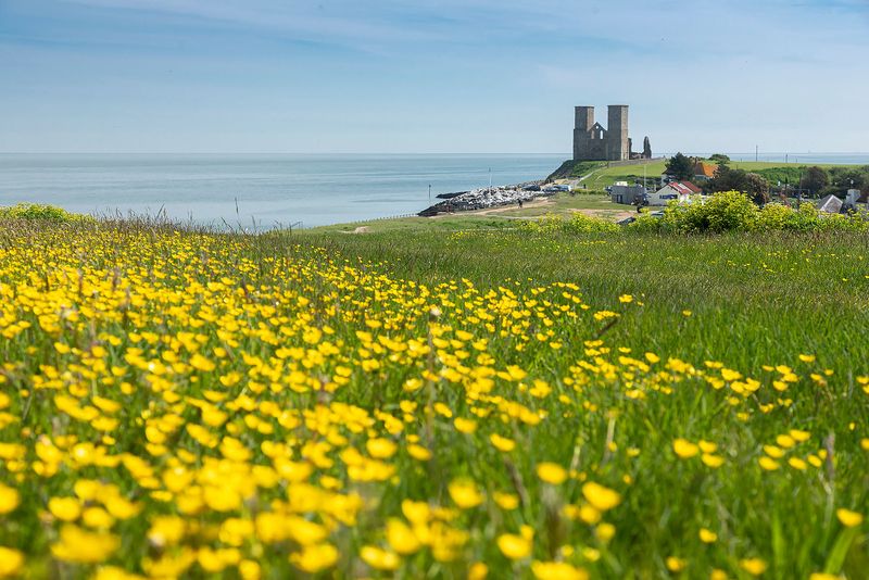 A field of yellow buttercups in full bloom on a sunny day with Reculver and blue sea in the distance all under a blue sky  